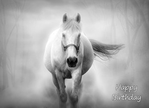 Horse Black and White Art Birthday Card