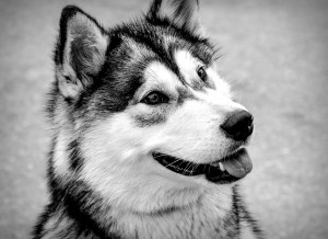 Husky Black and White Blank Greeting Card