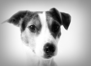 Jack Russell Black and White Art Blank Greeting Card