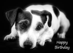 Jack Russell Black and White Birthday Card
