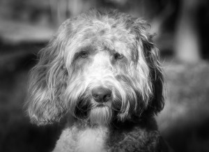 Labradoodle Black and White Art Blank Greeting Card