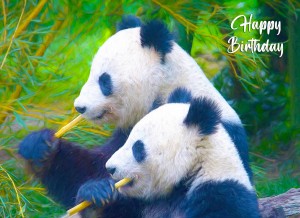 Panda Bear Art Birthday Card