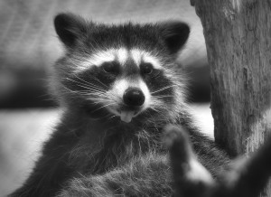 Raccoon Black and White Blank Greeting Card