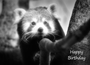 Red Panda Black and White Art Birthday Card