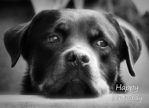 Rottweiler Black and White Birthday Card