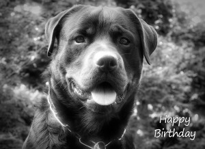 Rottweiler Black and White Art Birthday Card