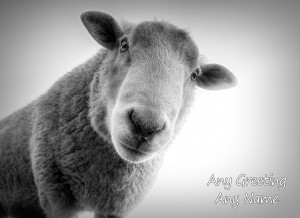 Personalised Sheep Black and White Greeting Card (Birthday, Christmas, Any Occasion)