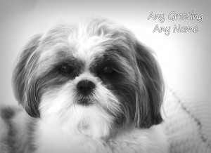 Personalised Shih Tzu Black and White Art Greeting Card (Birthday, Christmas, Any Occasion)