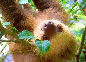 Sloth Art Blank Greeting Card