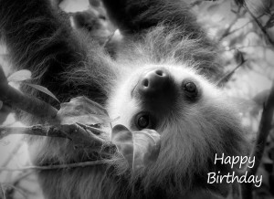 Sloth Black and White Art Birthday Card