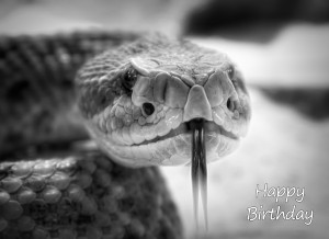 Snake Black and White Birthday Card