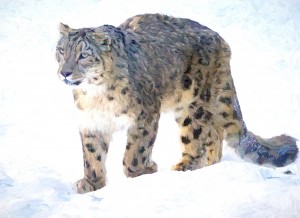 Snow Leopard Art Blank Greeting Card