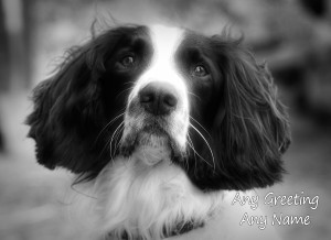 Personalised Springer Spaniel Black and White Art Greeting Card (Birthday, Christmas, Any Occasion)