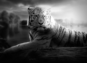 Tiger Black and White Art Blank Greeting Card