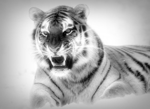 Tiger Black and White Blank Greeting Card