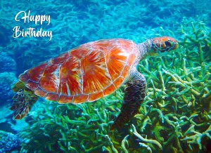 Turtle Art Birthday Card