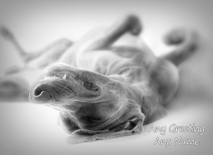 Personalised Weimaraner Black and White Greeting Card (Birthday, Christmas, Any Occasion)