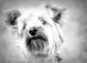 Yorkshire Terrier Black and White Blank Greeting Card