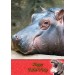 Hippo Father's Day Card