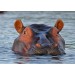 Hippo Greeting Card