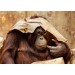 Orangutan Greeting Card