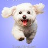 Bichon Frise Dog Birthday Card For Granddaughter