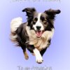 Border Collie Dog Birthday Card For Granddaughter