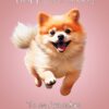 Pomeranian Dog Birthday Card For Granddaughter