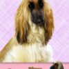 Afghan Hound Valentine's Day Card