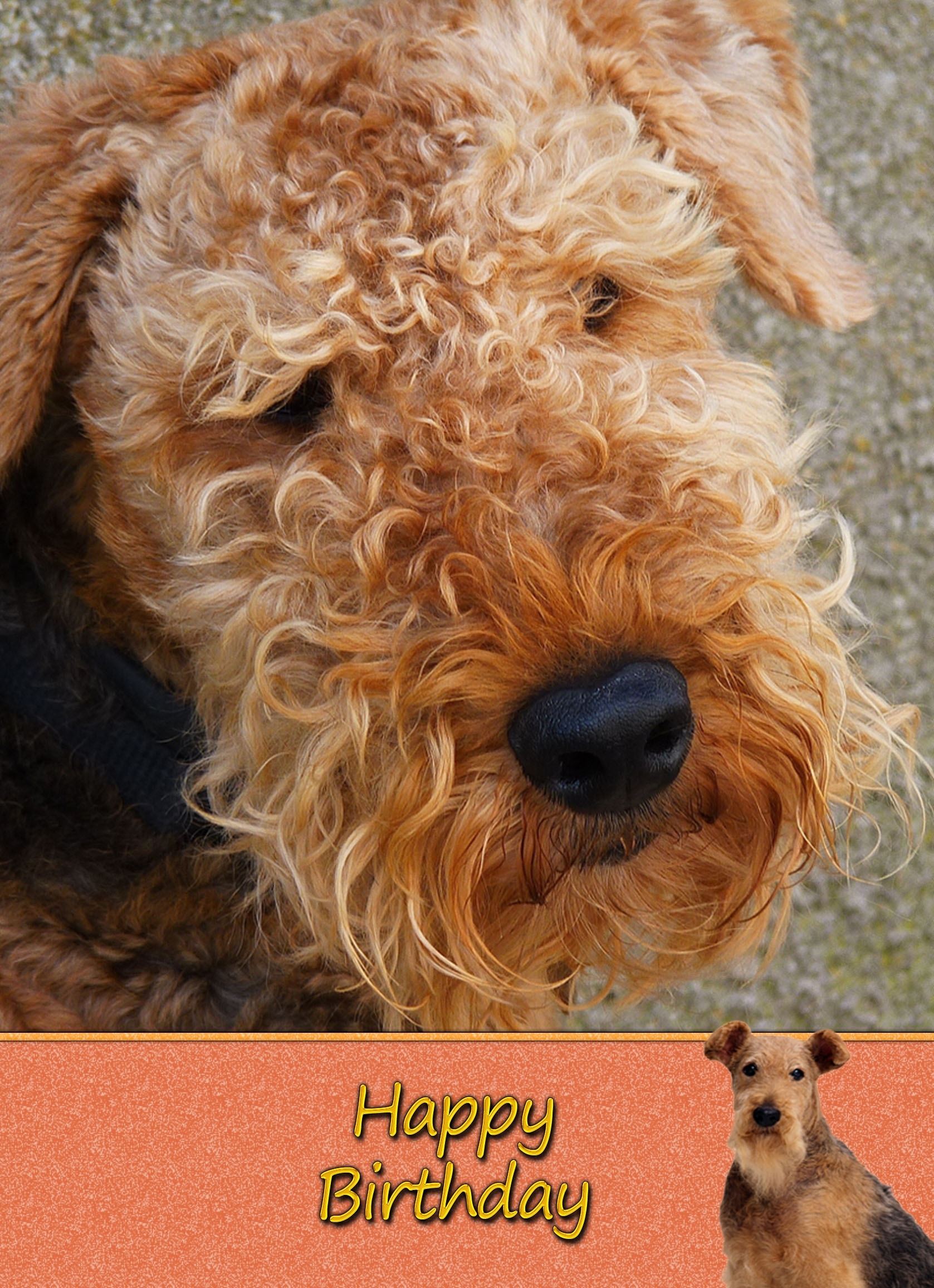 Airedale Birthday Card - Airedale Birthday Card 1 3 Airedale Birthday Card