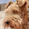 Airedale Birthday Card