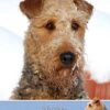 Airedale Birthday Card