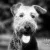 Airedale Black and White Art Birthday Card