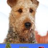 Airedale Christmas Card