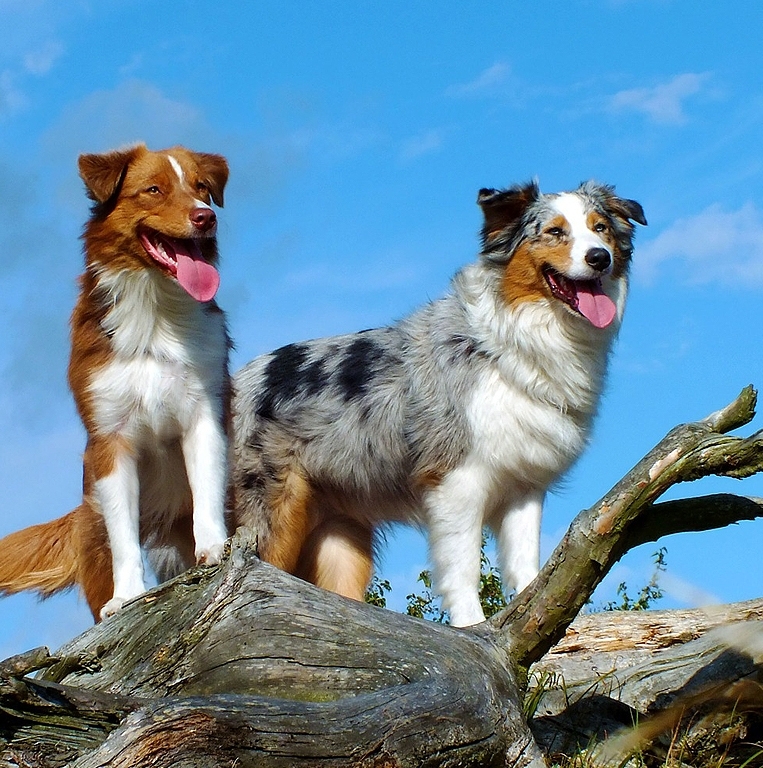 Australian Shepherd Dog Greeting Card - Australian Shepherd Dog Greeting Card 3 Australian Shepherd Dog Greeting Card