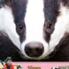 Badger Mothers Day Card