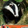 Badger Mothers Day Card
