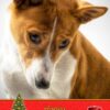 Basenji Christmas Card
