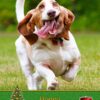 Basset Hound Christmas Card