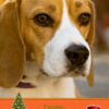 Beagle Christmas Card