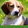 Beagle Christmas Card