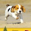 Beagle Christmas Card