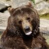 Bear Greeting Card