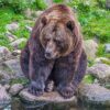 Bear Greeting Card