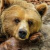 Bear Greeting Card