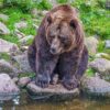 Bear Greeting Card