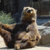 Bear Greeting Card