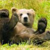 Bear Greeting Card