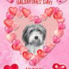 Bearded Collie Dog Valentines Day Card (Happy Valentines