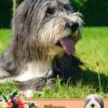 Bearded Collie Mothers Day Card